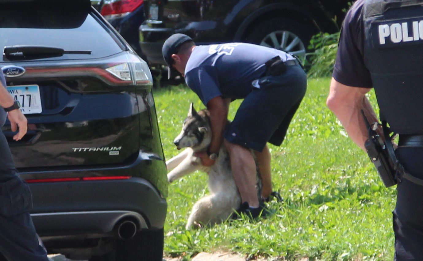 070521jr-fire-dog-6
